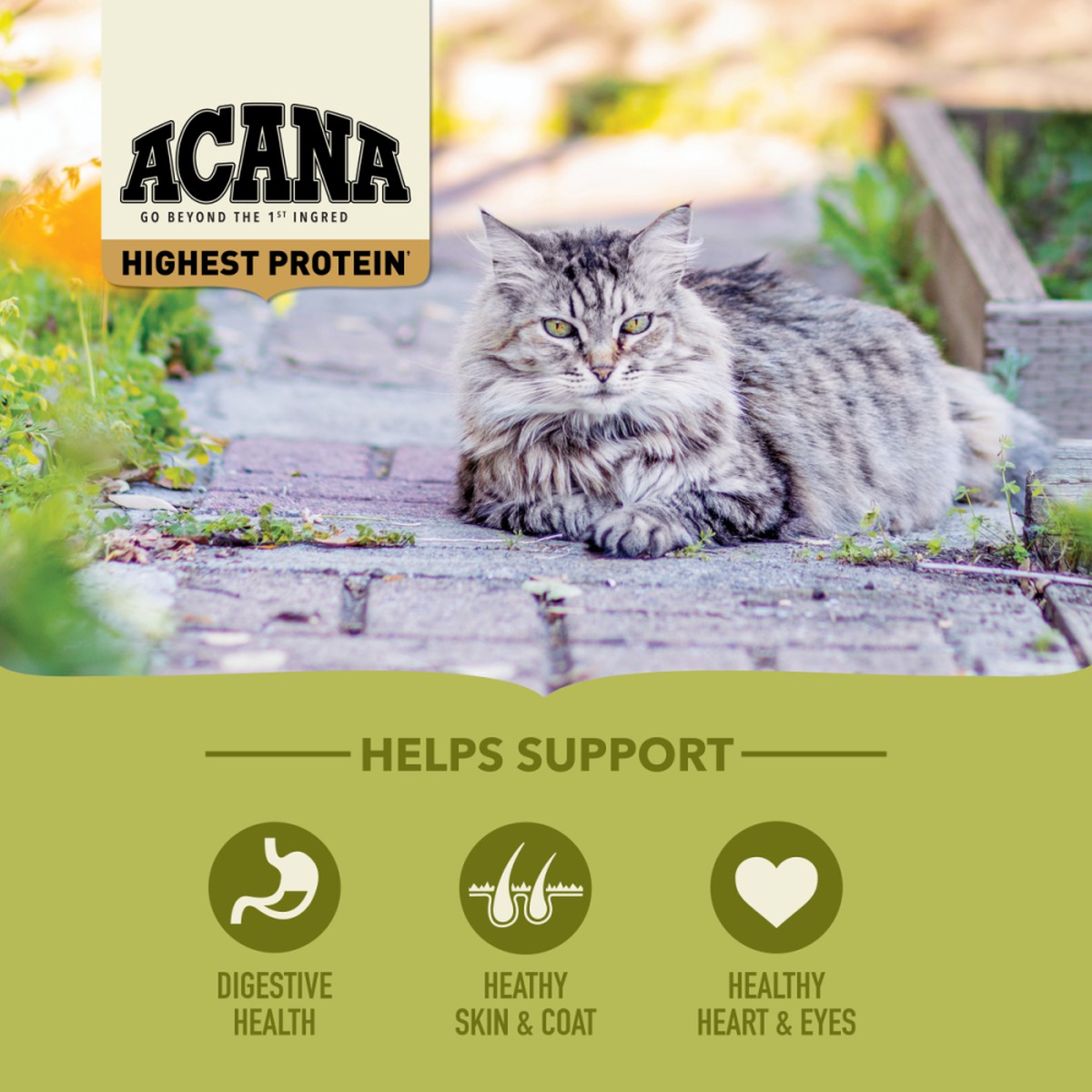 Acana Highest Protein, Grasslands Grain Free Dry Cat Food 4lb | 365821DPN