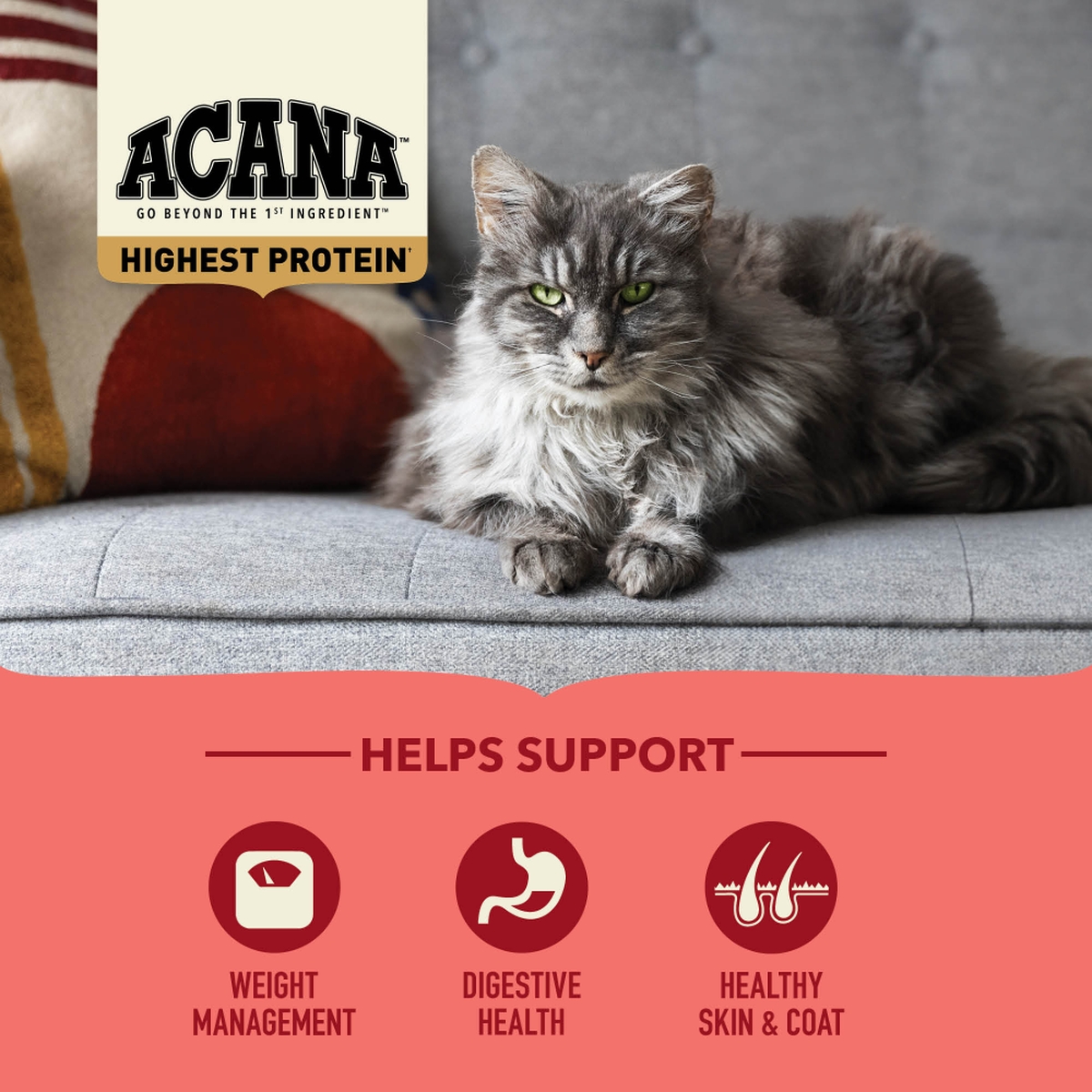 Acana Highest Protein, Indoor Cat Grain Free Dry Cat Food 4lb | 918752CEI