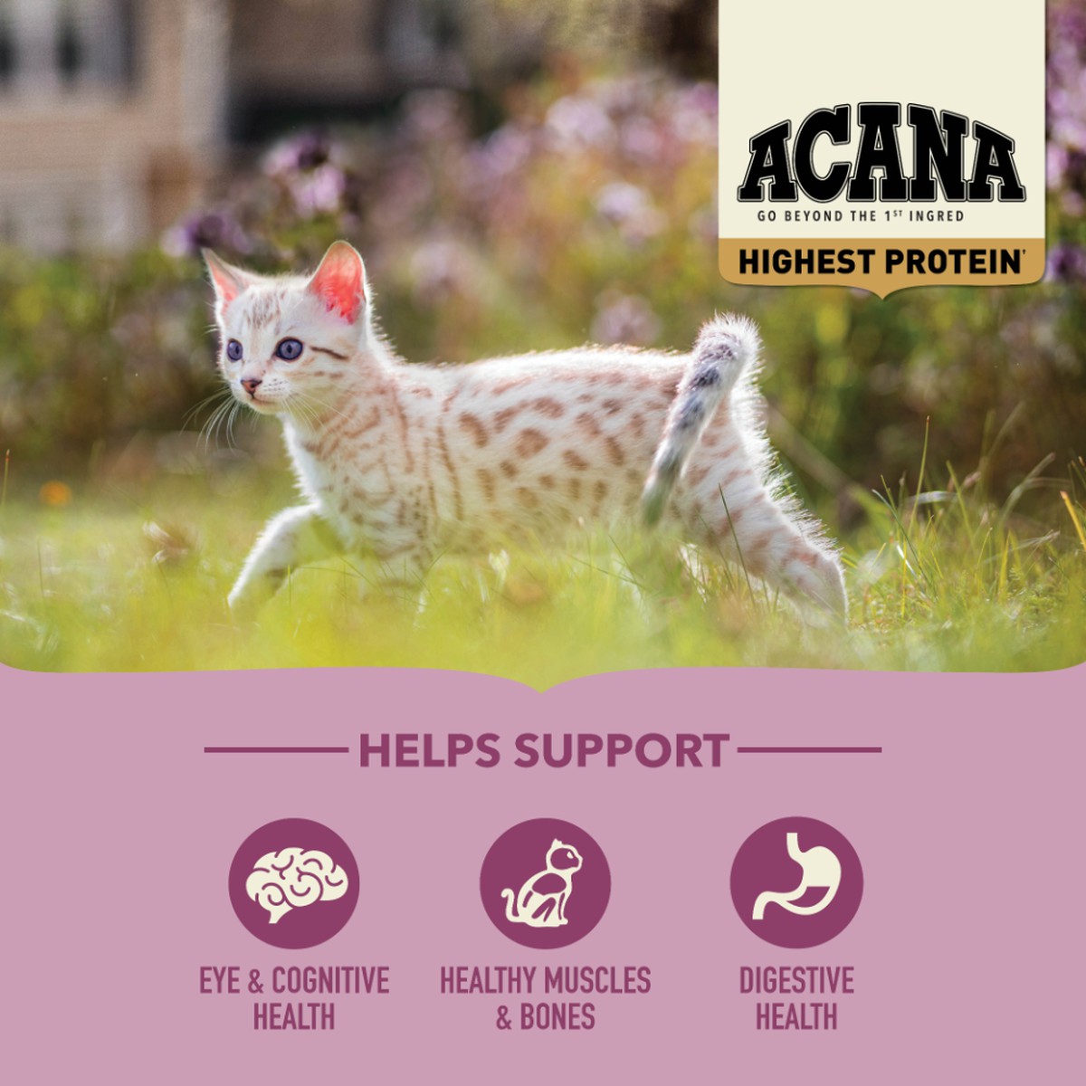 Acana Highest Protein, Kitten Grain Free Dry Cat Food 4lb | 607495ATQ