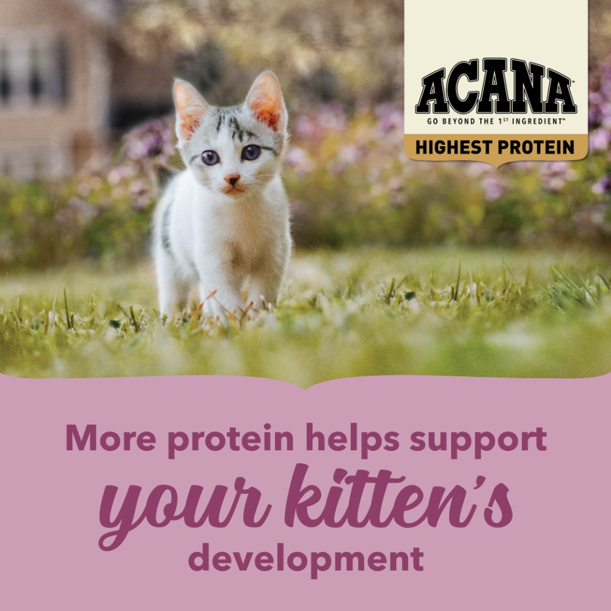 Acana Highest Protein, Kitten Grain Free Dry Cat Food 4lb | 607495ATQ