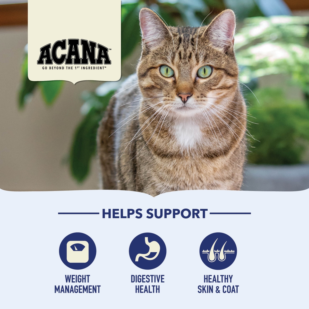 Acana Indoor Entrée with Fish Grain Inclusive Dry Cat Food 4lb | 985167YVM